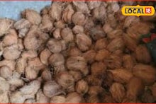 Coconut Price : नारळाच्या दरात अचानक घट, 10 रुपयांनी झालं स्वस्त, कारण काय?