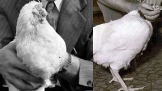 प्रतिकात्मक फोटो