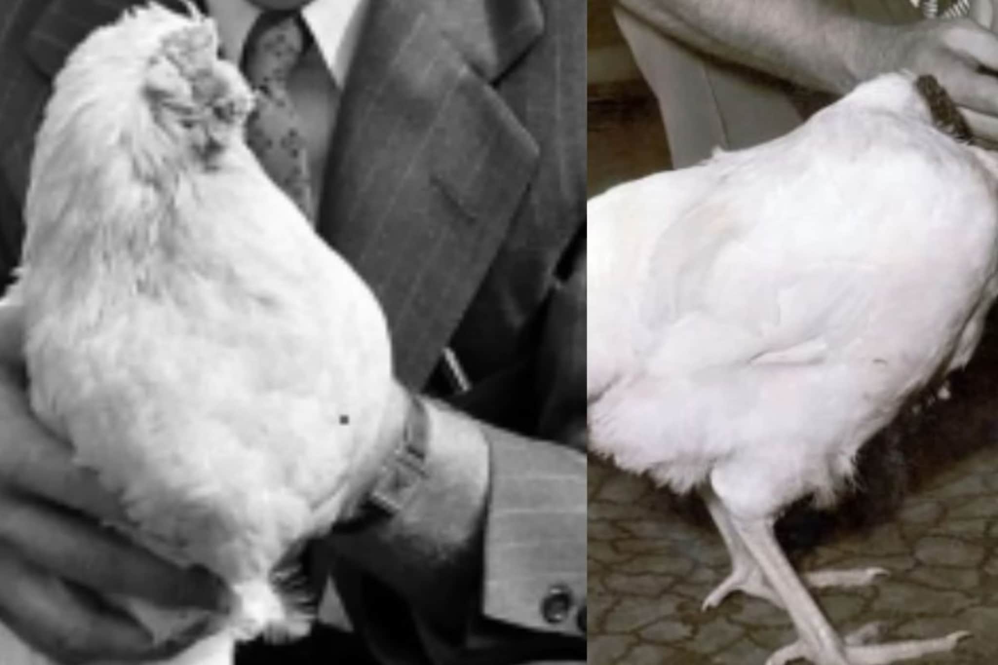 डोकं कापल्यानंतर 18 महिने जिवंत राहिला कोंबडा, यामागचं कारण ऐकून  बसेल धक्का