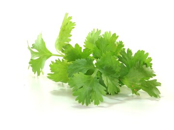 कोथिंबीर 7–8 दिवस ताजी कशी ठेवायची? 'या' सोप्या घरगुती ट्रिक्सने ठेवा फ्रेश