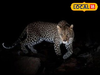 बिबट्याचा हल्ला (फाईल फोटो) 