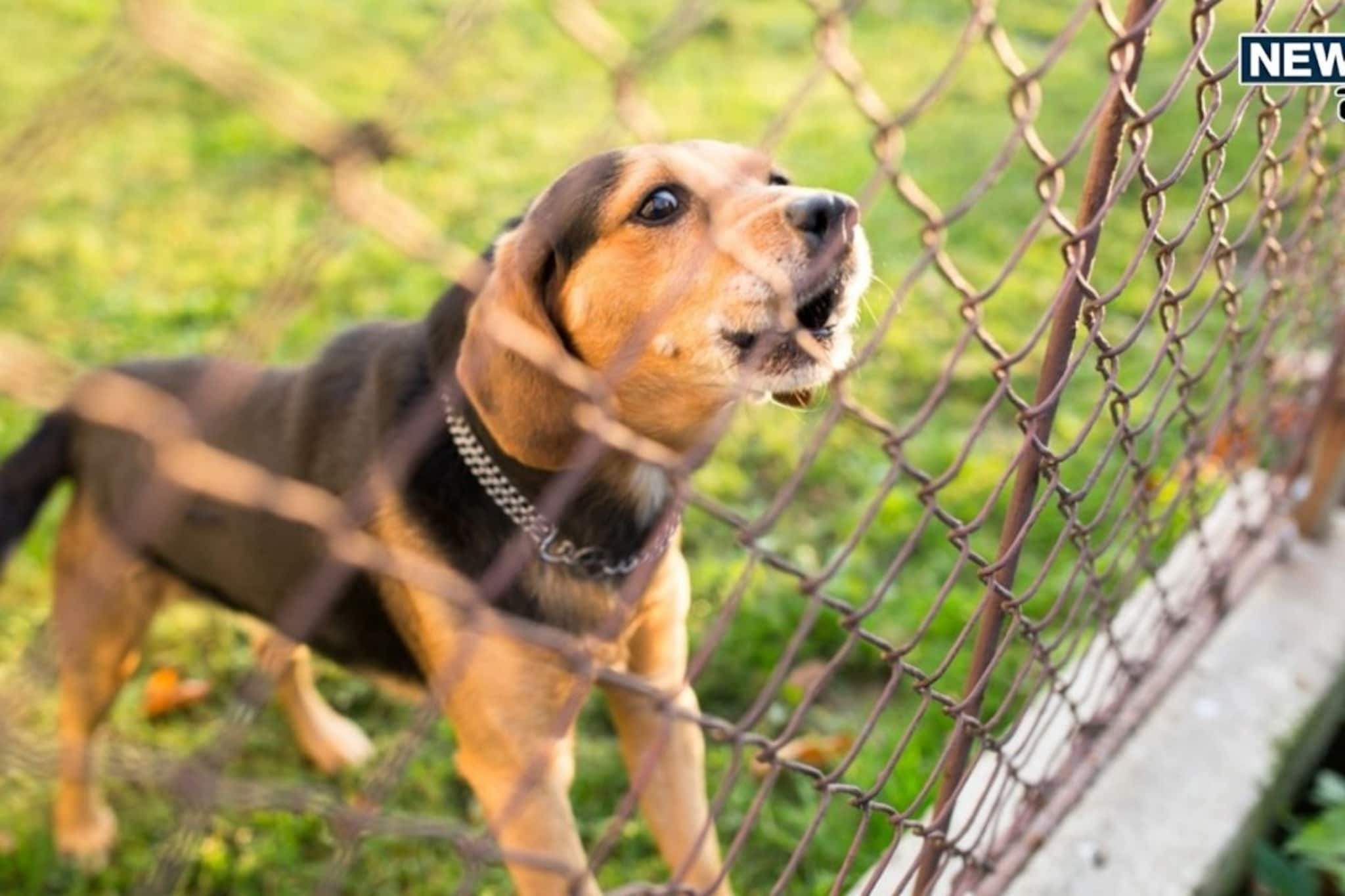 कुत्र्यांचं भुंकणं असू शकतो शनी दोषाचा इशारा, काय असत कनेक्शन?