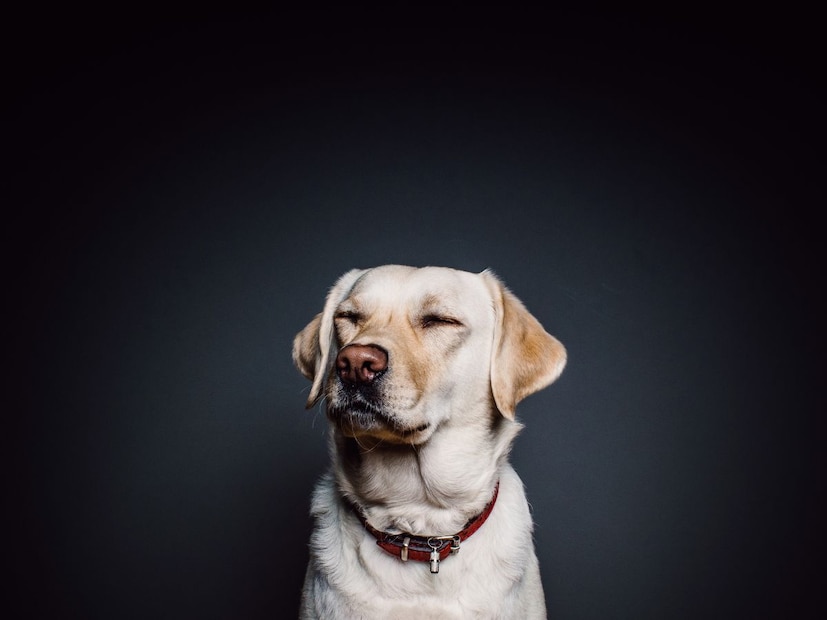 कुत्रे इतके 'क्यूट' का वाटतात?कुत्रे माणसांना इतके आवडतात कारण त्यांनी केवळ शारीरिक नव्हे, तर भावनात्मक पातळीवरही स्वतःला जुळवून घेतले आहे. प्रोफेसर लार्सन यांच्या म्हणण्यानुसार, कुत्र्यांनी खास चेहऱ्याचे स्नायू विकसित केले आहेत. ज्यामुळे ते लहान मुलांसारखे निष्पाप हावभाव देतात. 2019 च्या एका संशोधनात असे सिद्ध झाले आहे की, त्यांच्या डोळ्यांच्या वर असलेले स्नायू (Brow Muscles) हे माणसाचे मन जिंकण्याचा त्यांचा एक जैविक (Biological) मार्ग आहे.