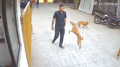 VIDEO: Stray dog leaps, bites guard at Goregaon school gate, Mumbai