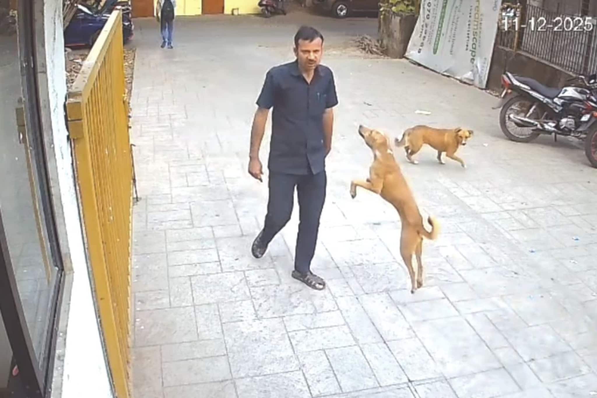 वाघासारखी झेप घेतली अन् सुरक्षारक्षकाचा खांदाच पकडला, हल्ल्याचा VIDEO वाघासारखी झेप घेतली अन् सुरक्षारक्षकाचा खांदाच पकडला, हल्ल्याचा VIDEO