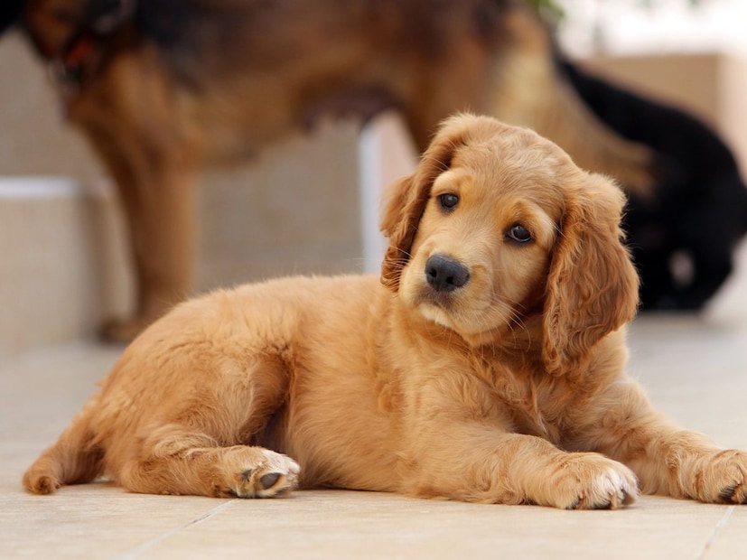 एमोरी युनिव्हर्सिटीच्या (Emory University) एका महत्त्वपूर्ण अभ्यासानुसार, जेव्हा कुत्र्यांना त्यांच्या 'आपल्या' माणसाचा वास (Smell) येतो, तेव्हा त्यांच्या मेंदूतील 'सकारात्मक भावना' (Positive Emotion) संबंधित भाग सर्वाधिक सक्रिय होतो. याचा अर्थ असा की, हे नाते केवळ प्रेम आणि सोबतीचे नाही, तर एकमेकांच्या अस्तित्वाला शारीरिक आणि रासायनिक पातळीवर 'अनुभवण्याची' क्षमता या नात्यात आहे.