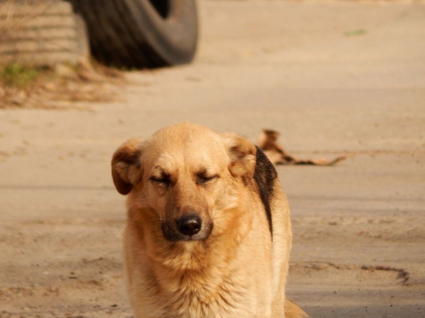 लांडग्यांना: सहज उपलब्ध होणारे अन्न मिळाले.मानवांना: लांडग्यांकडून त्यांच्या वस्तीला नैसर्गिकरीत्या पहारा (चौकसी) मिळू लागला.
ज्या लांडग्यांना माणसांची भीती कमी वाटत होती, तेच जिवंत राहिले आणि त्यांची प्रजनन क्षमता वाढली. याच नैसर्गिक निवडीतून  त्यांची उत्क्रांती होत गेली आणि ते कुत्र्यांची पहिली पिढी बनले.