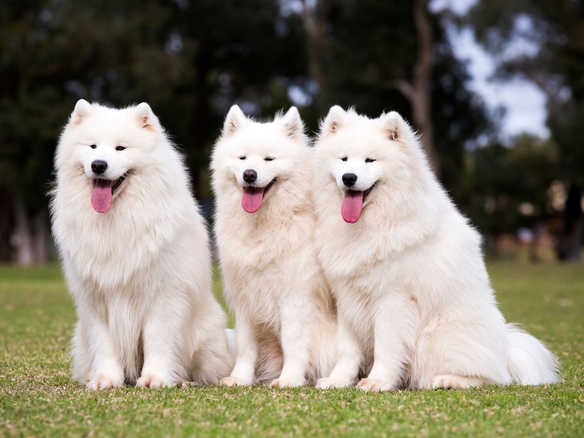 लांडगे (Wolves), आगीजवळ बसलेल्या मानवी वस्त्या आणि एका अशा विश्वासाची, ज्याने संपूर्ण जगाचा इतिहास बदलून टाकला. चला, तर मग जाणून घेऊया, माणूस आणि कुत्र्याच्या या जिव्हाळ्याच्या नात्याची सुरुवात नेमकी कशी झाली.