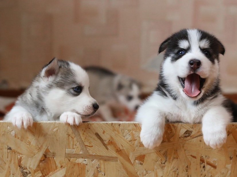 यामागे वैज्ञानिक दोन प्रमुख सिद्धांत आहेतसिद्धांत 1: मानवाने पाळले लहान लांडगे
यानुसार, प्राचीन मानवाने शिकारीसाठी लहान आणि कमी आक्रमक लांडग्यांच्या पिलांना पकडून पाळण्यास सुरुवात केली. हळूहळू हे लांडगे त्यांच्या जंगली सवयी विसरले आणि माणसांसोबत मिसळून गेले. शिकार करण्यात मदत, वस्तीची सुरक्षा आणि मानसिक सोबत... यातून हे नाते अधिकाधिक मजबूत होत गेले.
