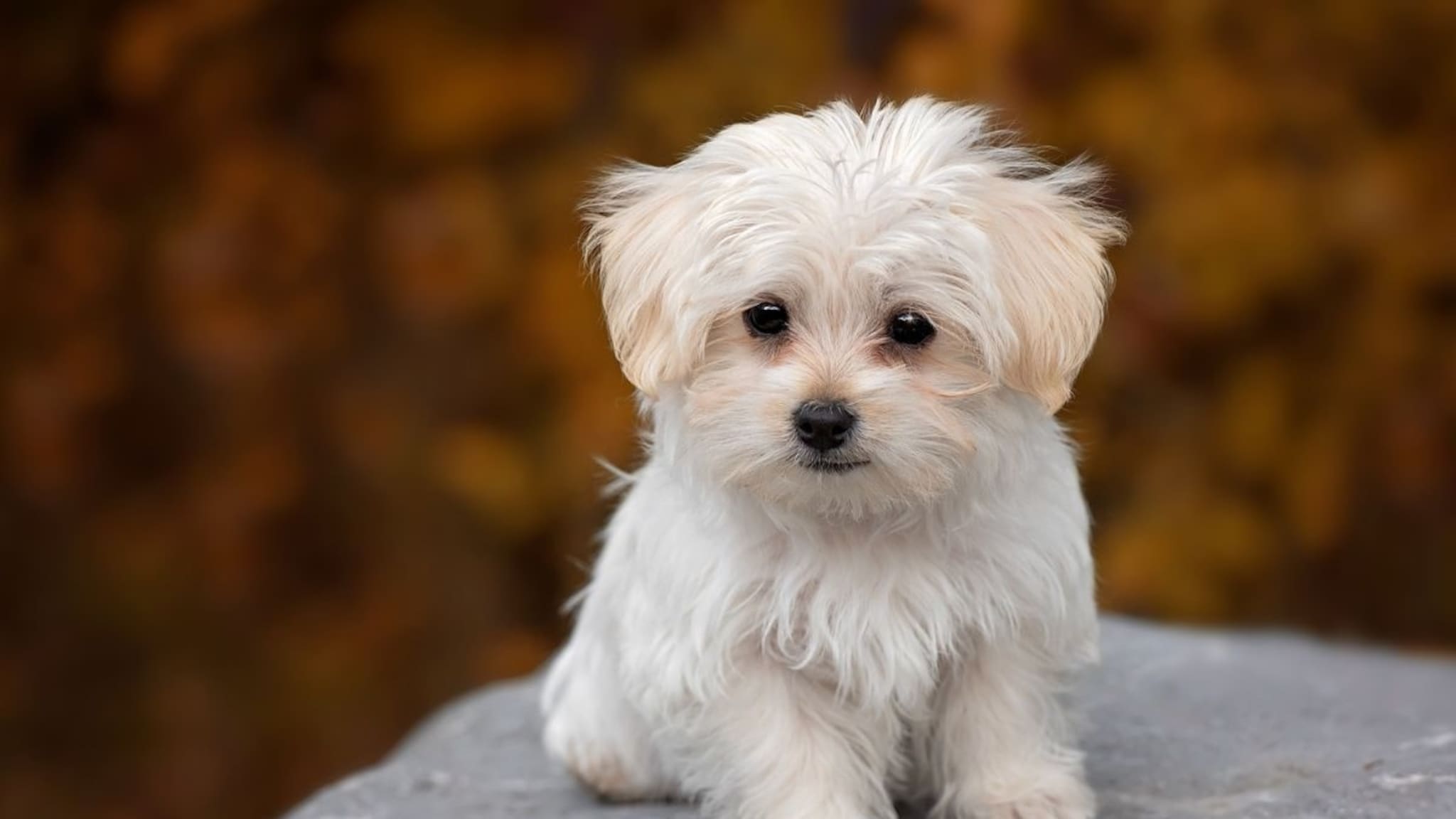 कुत्रा आणि माणसाची मैत्री कशी होते? तो आपल्याला क्यूट का वाटतो? 99 टक्के लोकांना माहित नसेल यामागचं कारण