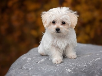 कुत्रा आपल्याला क्यूट का वाटतो? 99 टक्के लोकांना माहित नसेल यामागचं कारण