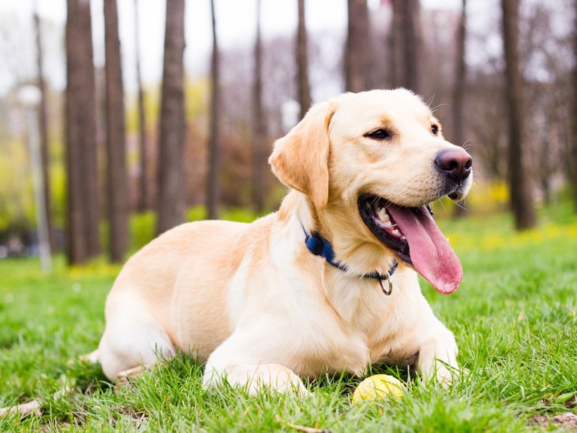 आपल्यापैकी अनेकांना पाळीव कुत्रे (Dogs) आवडतात. कुत्र्याला पाहताच त्यांच्या चेहऱ्यावर हसू येते आणि त्यांच्या निष्पाप डोळ्यांमध्ये पाहिलं की लोकांचे मन लगेच पिघळते. काही कुत्रे तर स्वत:हून प्रेमाने माणसाकडे येतात. तर काही कुत्रे सहजच एखाद्या व्यक्तीच्या मागून मागून जातात. कधी विचार केला आहे का, की हे प्राणी माणसांना इतक्या सहजपणे कसे स्विकारतात किंवा भरोसा ठेवतात? माणूस आणि कुत्रा या दोन प्रजातींमधील हे नाते आजचे नाही, तर ते हजारो वर्षांपूर्वीचे आहे आणि या मैत्रीच्या जन्मामागे एक रंजक आणि रहस्यमय कहाणी दडलेली आहे.