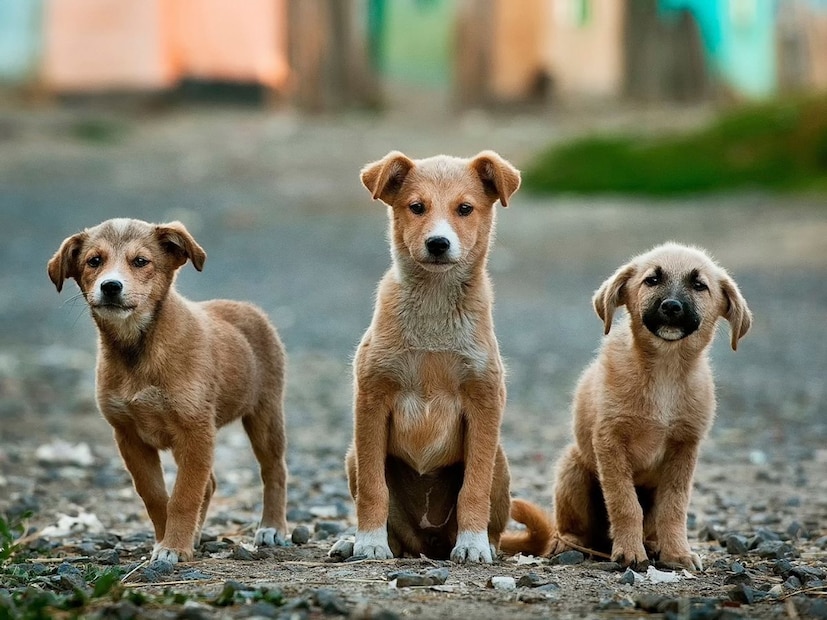 सिद्धांत 2: लांडगे स्वतःहून आले माणसाकडे (सर्वात प्रसिद्ध सिद्धांत)हा सिद्धांत अधिक आकर्षक आहे. काही निडर लांडगे मानवी वस्त्यांभोवती जमा होणारे उरलेले अन्न खाण्यासाठी येऊ लागले. याचा फायदा दोन्ही बाजूला झाला: