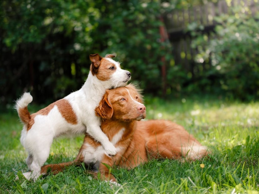 लांडग्यापासून कुत्र्यापर्यंतचा प्रवास 2017 मध्ये झालेल्या एका अभ्यासानुसार, जगभरातील कुत्रे हे युरोपमधील प्राचीन लांडग्यांपासून सुमारे 20,000  ते 40,000 वर्षांपूर्वी विकसित झाले. पण महत्त्वाचा प्रश्न हा आहे की, हे हिंस्त्र शिकारी मानवाच्या इतके जवळ कसे आले?