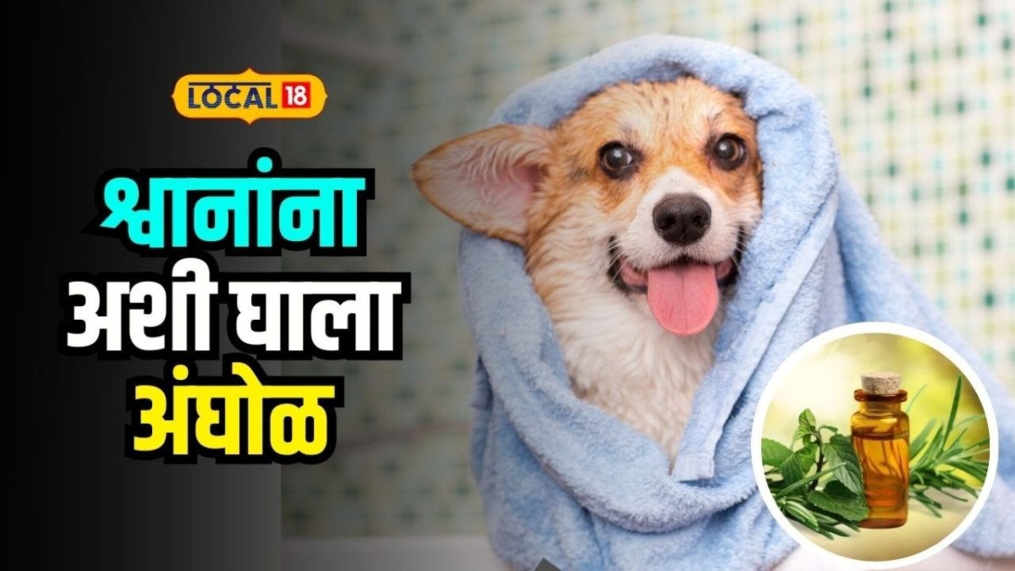 श्वानतज्ज्ञांचा खास सल्ला! घरगुती पद्धतीने श्वानांना कशी द्यावी आंघोळ? Video