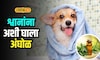 श्वानतज्ज्ञांचा खास सल्ला! घरगुती पद्धतीने श्वानांना कशी द्यावी आंघोळ? Video