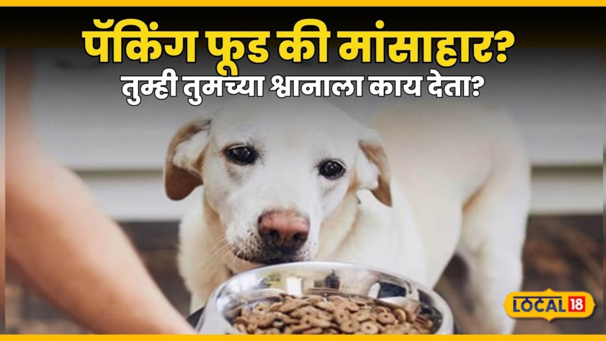 पॅकिंग फूड की मांसाहार? कुत्र्याच्या 'स्वभावावरूनच' ठरतो त्याचा आहार; तुम्ही तुमच्या श्वानाला काय देता?