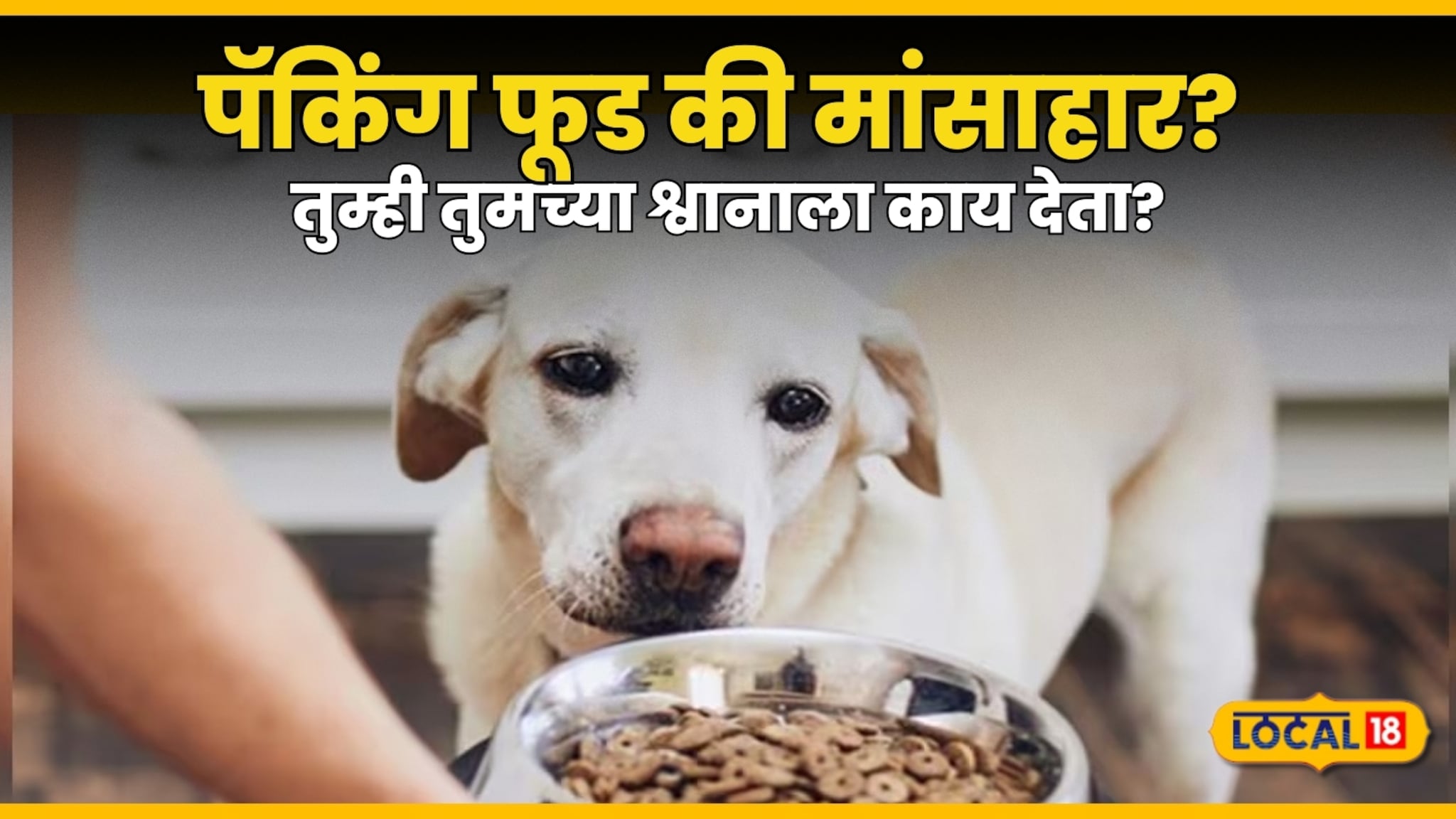 पॅकिंग फूड की मांसाहार? कुत्र्याच्या 'स्वभावावरूनच' ठरतो त्याचा आहार; तुम्ही तुमच्या श्वानाला काय देता? पॅकिंग फूड की मांसाहार? कुत्र्याच्या 'स्वभावावरूनच' ठरतो त्याचा आहार; तुम्ही तुमच्या श्वानाला काय देता?