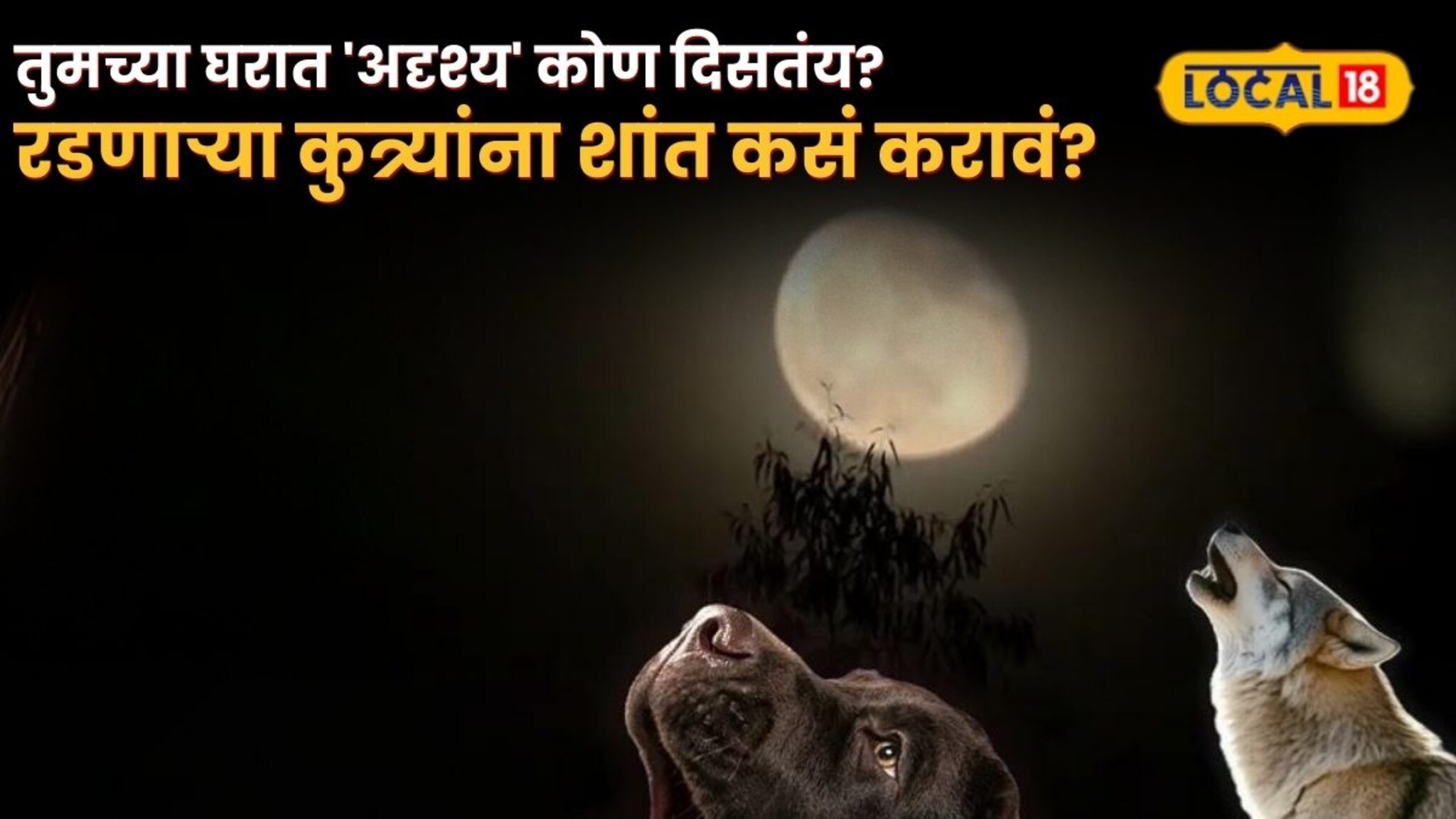 रात्री कुत्री रडली तर अशुभ? तुमच्या घरात 'अदृश्य' कोण दिसतंय? रडणाऱ्या कुत्र्यांना शांत कसं करावं? लगेच पाहा!