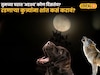 रात्री कुत्री रडली तर अशुभ? तुमच्या घरात 'अदृश्य' कोण दिसतंय? रडणाऱ्या कुत्र्यांना शांत कसं करावं? लगेच पाहा!