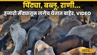 पिंट्या, बब्लू, राणी..., धनगर राजू आवाज देताच हजारो मेंढ्यातून लगेच येतात बाहेर, VIDEO