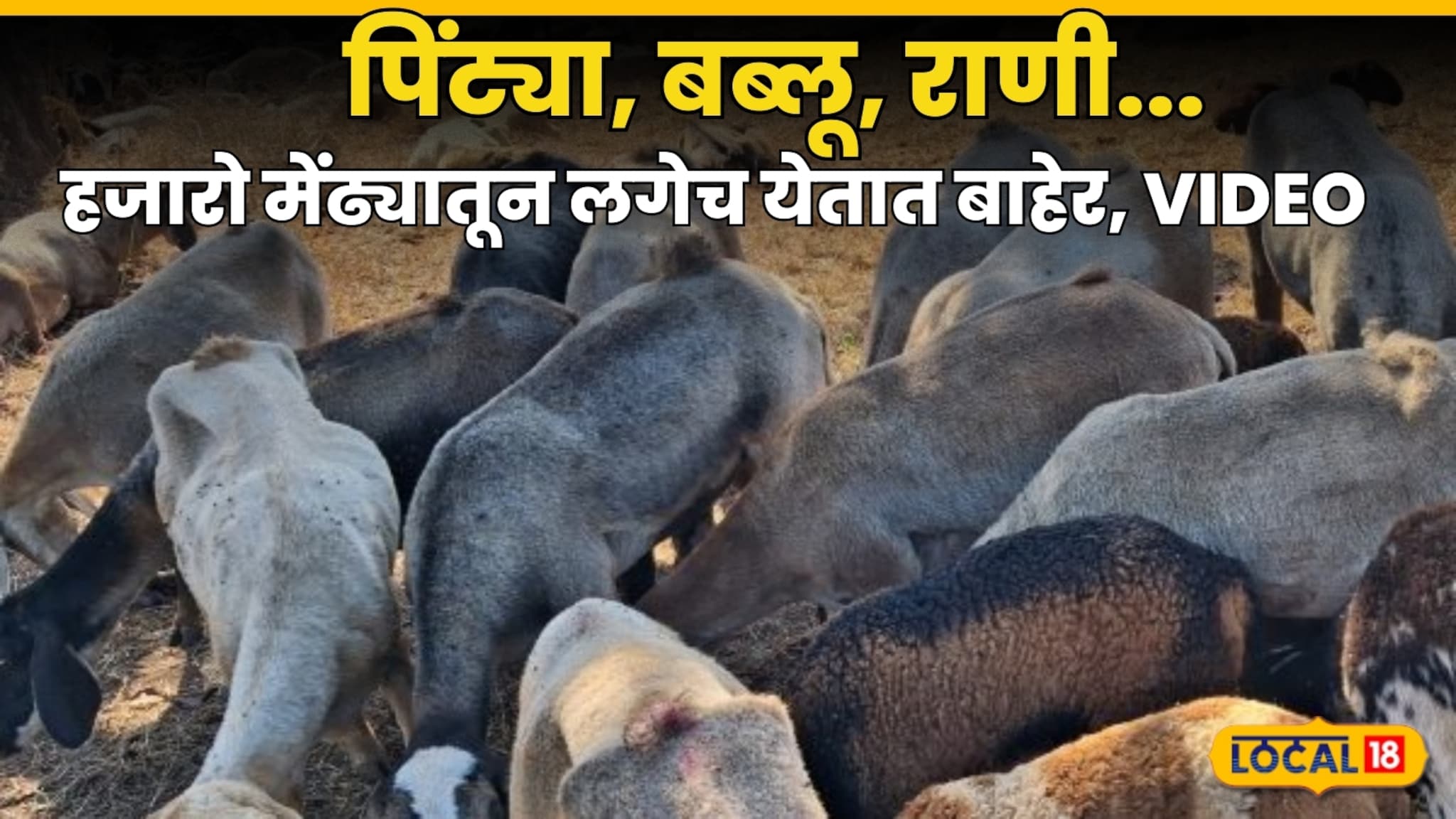 पिंट्या, बब्लू, राणी..., धनगर राजू आवाज देताच हजारो मेंढ्यातून लगेच येतात बाहेर, VIDEO