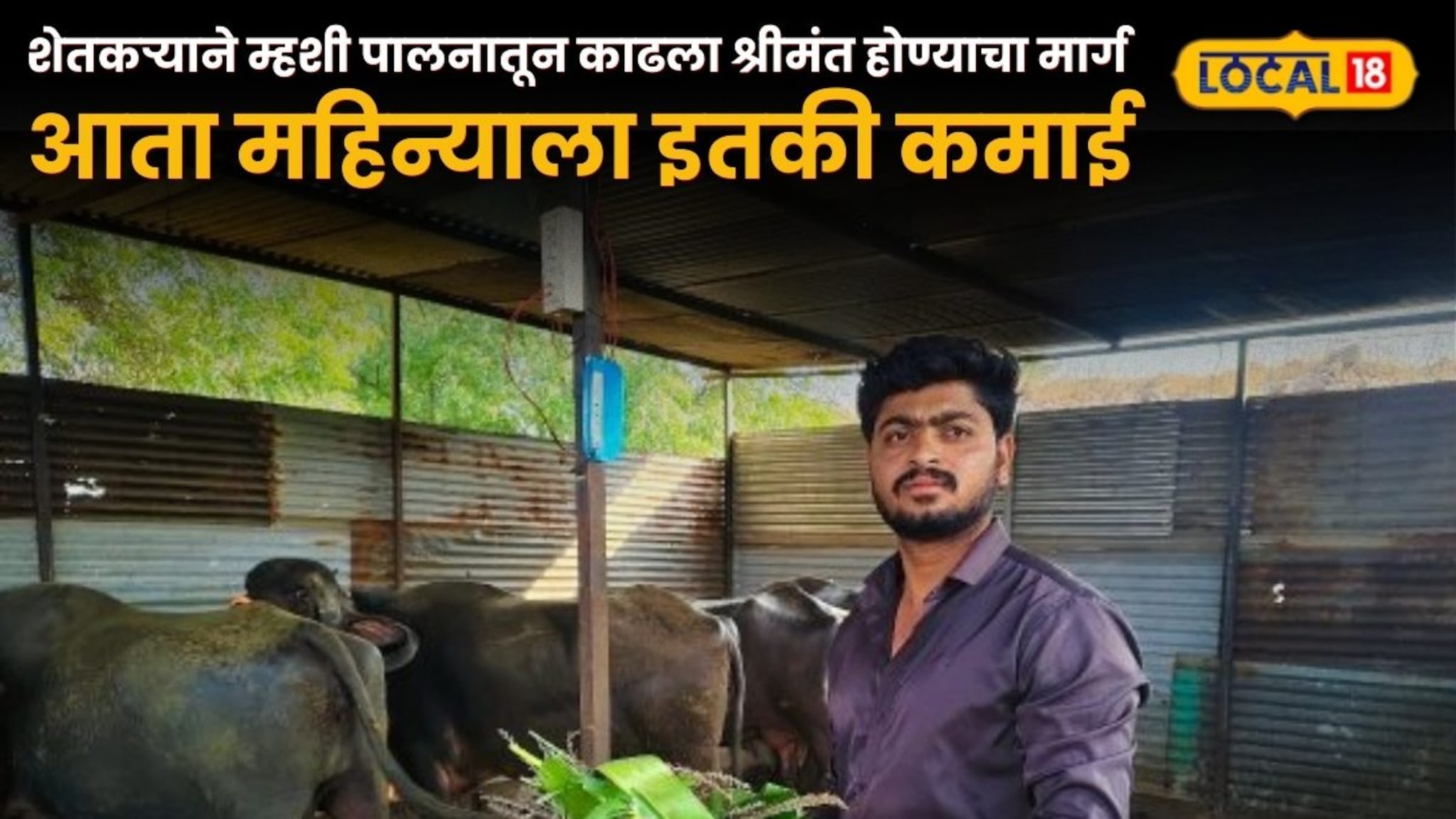 हरायचं नाही! शेतकऱ्याने म्हशी पालनातून काढला श्रीमंत होण्याचा मार्ग, आता महिन्याला इतकी कमाई