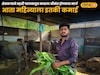 हरायचं नाही! शेतकऱ्याने म्हशी पालनातून काढला श्रीमंत होण्याचा मार्ग, आता महिन्याला इतकी कमाई