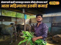 हरायचं नाही! शेतकऱ्याने म्हशी पालनातून काढला श्रीमंत होण्याचा मार्ग, आता महिन्याला इतकी कमाई