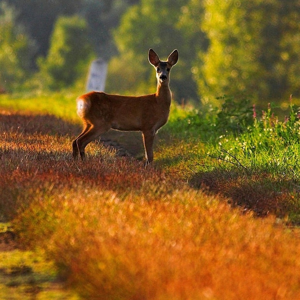 पाण्याच्या खुरांवर संतुलन साधताना हे हरण ज्या पद्धतीने चालतात ते नृत्यासारखे दिसते. म्हणूनच त्यांना 