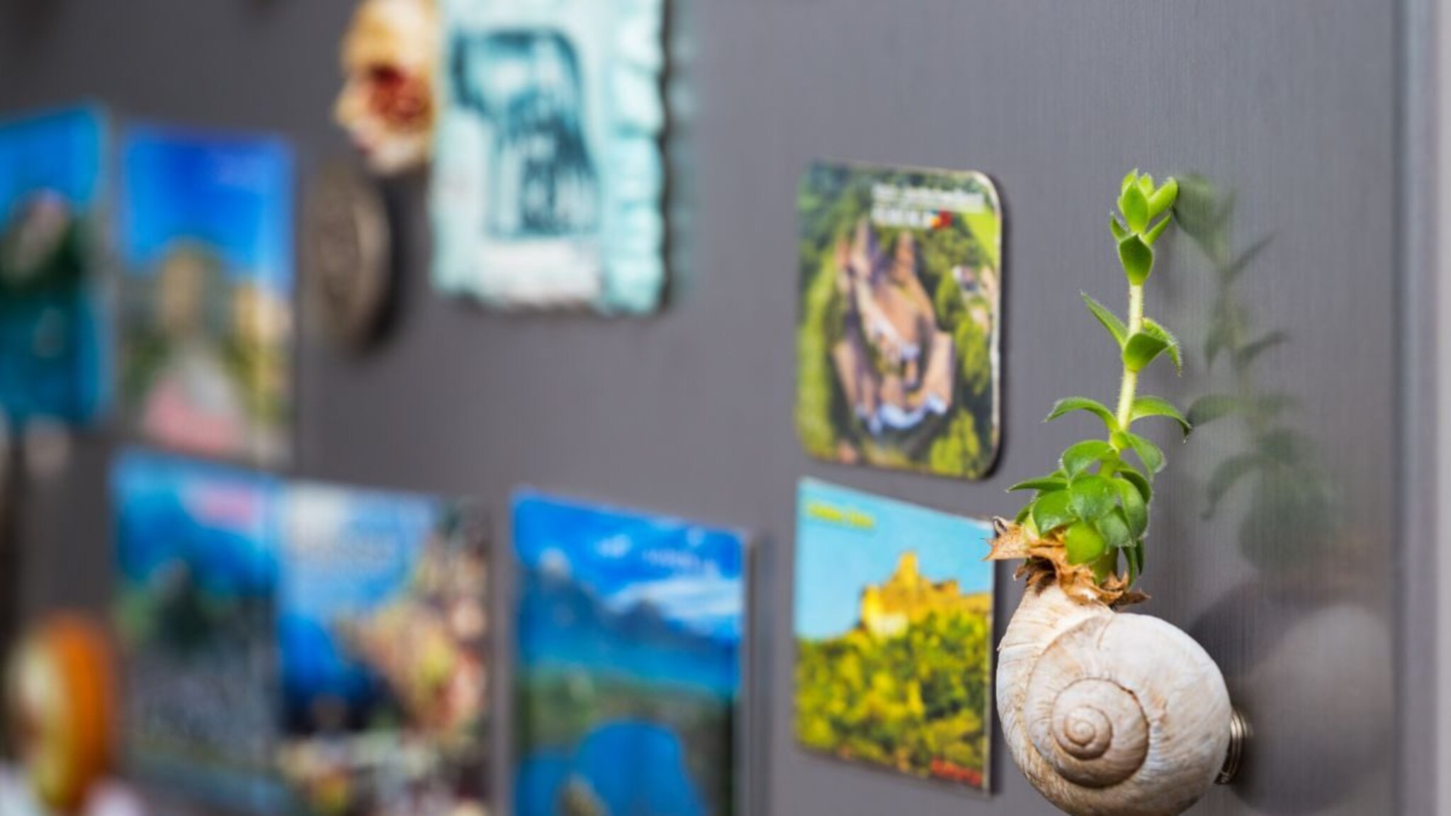 Fridge : फ्रीजवर मॅग्नेट लावल्याने वीज बिल वाढतं? अनेकांना हे माहितच नाही, समोर आलं दाव्यामागचं सत्य