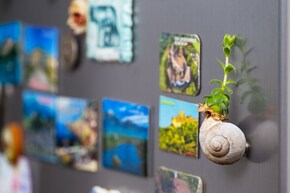 फ्रीजवर मॅग्नेट लावल्याने वीज बिल वाढतं? समोर आलं दाव्यामागचं सत्य