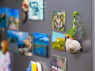 फ्रीजवर मॅग्नेट लावल्याने वीज बिल वाढतं? समोर आलं दाव्यामागचं सत्य