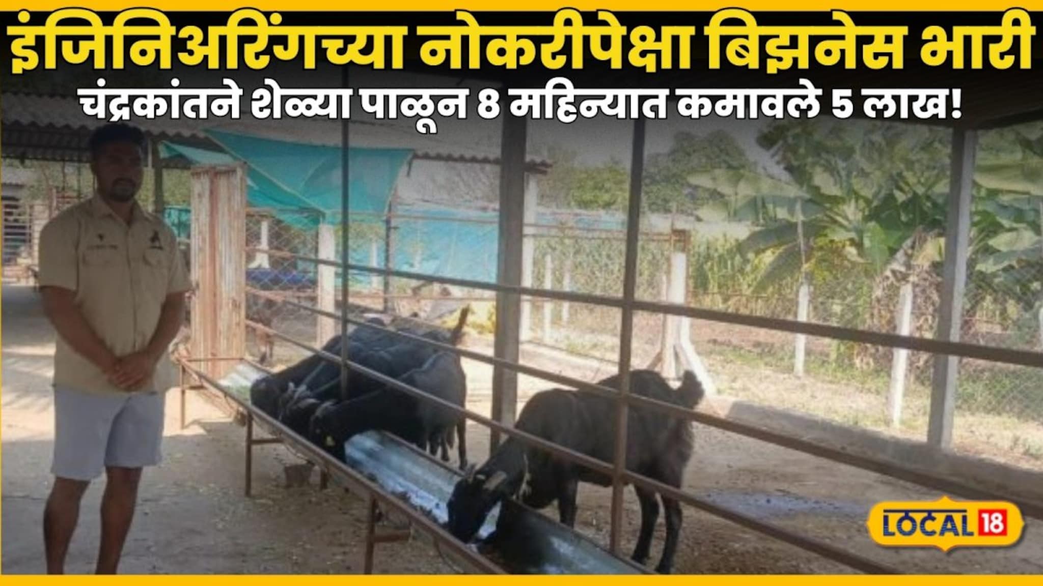 Success Story : इंजिनिअरिंगच्या नोकरीपेक्षा बिझनेस भारी, चंद्रकांतने शेळ्या पाळून 8 महिन्यात कमावले 5 लाख!