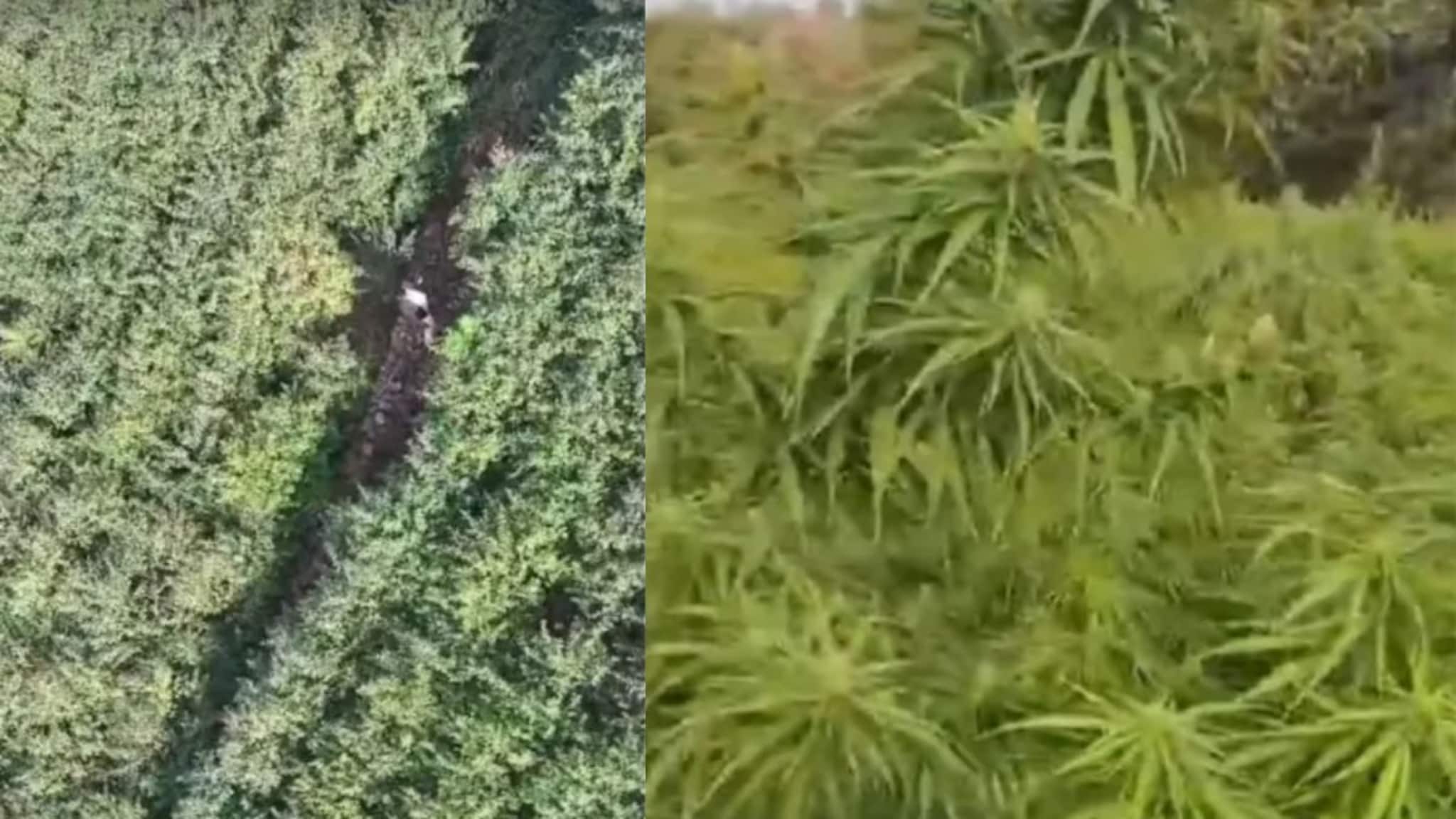 हद्दच झाली! सरकारी जमिनीवर पिकवला कोट्यवधींचा गांजा, कांड बघून पोलीस हादरले, जप्त करणंही झालं मुश्कील