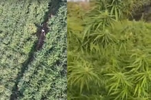 हद्दच झाली! सरकारी जमिनीवर पिकवला कोट्यवधींचा गांजा, कांड बघून पोलीस हादरले, जप्त करणंही झालं मुश्कील