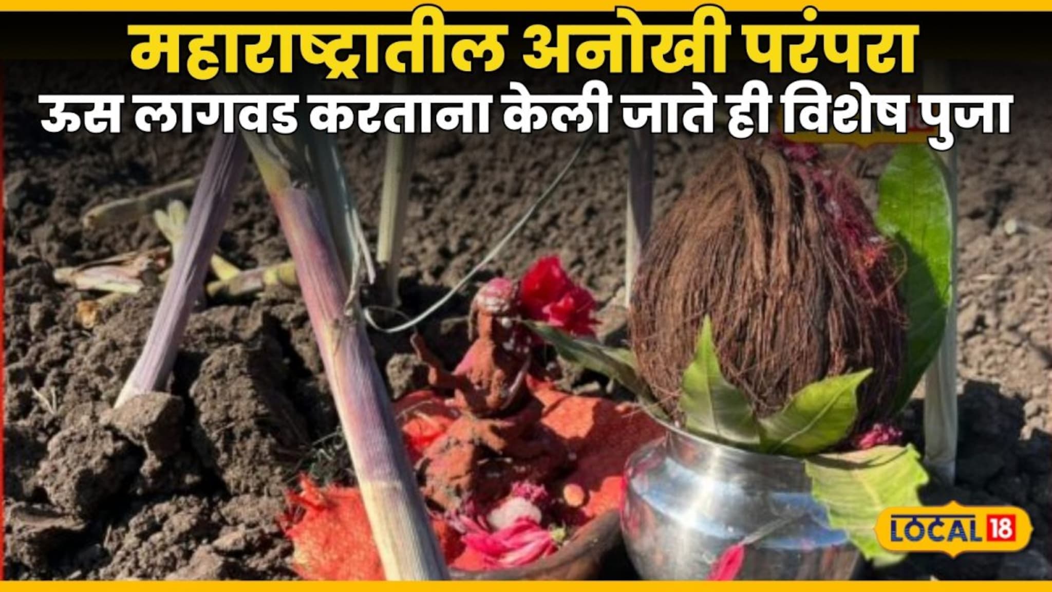 महाराष्ट्रातील अनोखी परंपरा, ऊस लागवड करताना केली जाते ही विशेष पुजा, काय आहे कारण? VIdeo