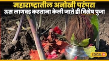 महाराष्ट्रातील अनोखी परंपरा, ऊस लागवड करताना केली जाते ही विशेष पुजा, काय आहे कारण? VIdeo