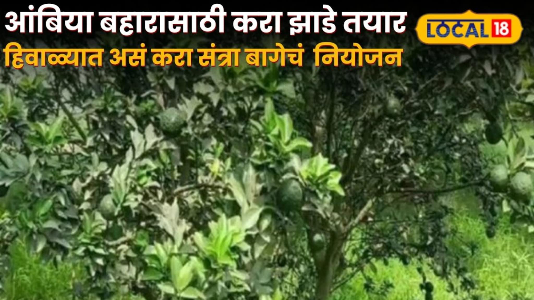 आंबिया बहारासाठी करा झाडे तयार, हिवाळ्यात असं करा संत्रा बागेचं पुनर्नियोजन, तज्ज्ञांचा सल्ला