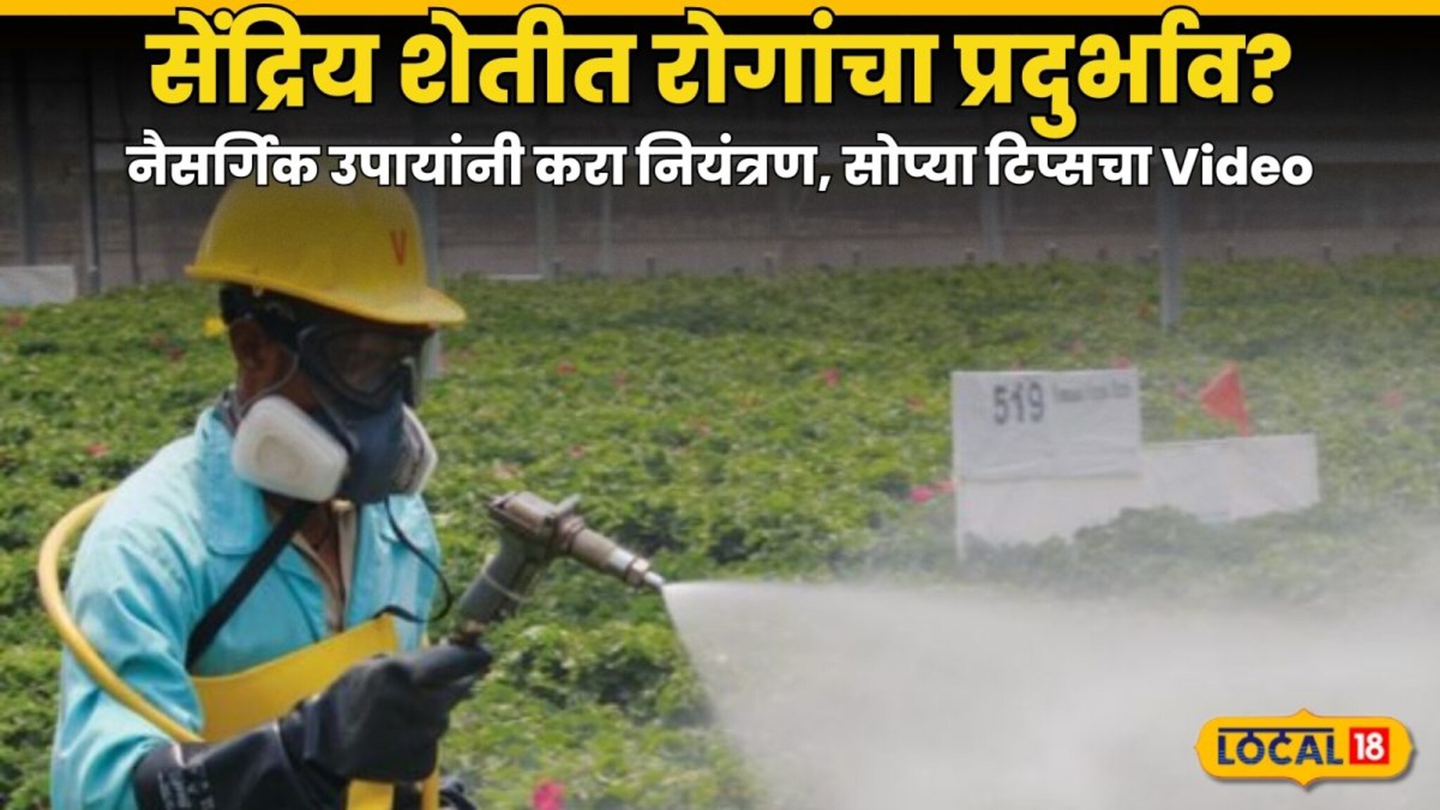 Agricultre News : सेंद्रिय शेतीत रोगांचा प्रदुर्भाव? नैसर्गिक उपायांनी करा नियंत्रण, सोप्या टिप्सचा Video