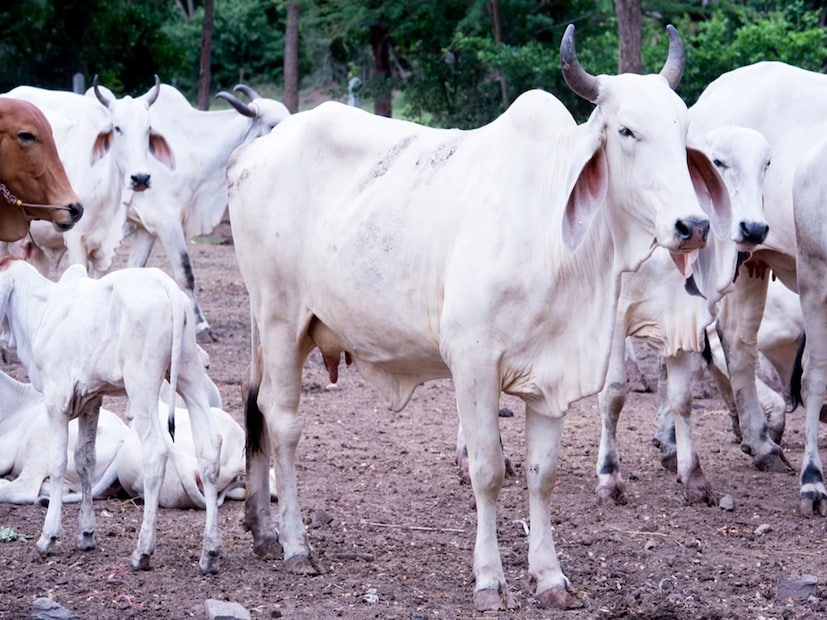 घरासमोरून येणारी गाय : जर एखादी गाय तुमच्या दाराशी न बोलवता आली, तुमच्याकडे ओरडत राहिली किंवा शांतपणे पाहत राहिली, तर ती देवाच्या सर्वात मोठ्या आशीर्वादाचे लक्षण आहे. गाय ही देवी लक्ष्मीचे प्रकटीकरण आहे. तिला भाकरी आणि गूळ खाऊ घाला आणि ते तुमच्या कपाळावर लावा. हे असे लक्षण आहे की तुमच्या घरात कधीही संपत्ती, सन्मान आणि आनंदाची कमतरता राहणार नाही.