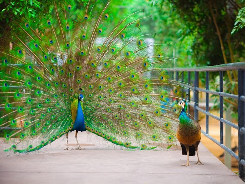 पहाटेच्या पक्ष्यांचे आवाज : जर तुम्ही सकाळी उठलात आणि एखाद्या पक्ष्याचा (मोर, कोकिळा किंवा कबुतराचा) गोड किलबिलाट ऐकलात तर याचा अर्थ चांगली बातमी येत आहे. हे तुमचे प्रलंबित काम पूर्ण होईल, तुमची प्रगती होईल आणि तुमच्या घरात आनंद प्रवेश करेल याचे लक्षण आहे. खिडकी उघडा, पक्ष्याला खायला घाला आणि मानसिकरित्या त्याचे आभार माना.
