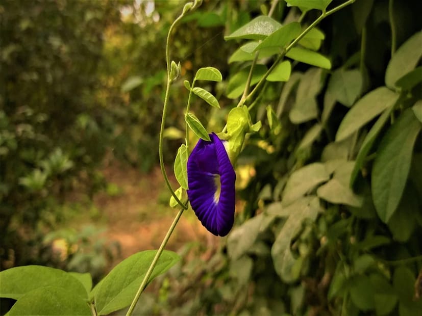 अचानक एक फूल उमलले : जर वर्षानुवर्षे न फुललेल्या झाडाला अचानक फुले आली तर देवी लक्ष्मीने तुमचे घर निवडले आहे. कमळ, जास्वंद किंवा चमेलीचे फूल उमलणे हे एक उत्तम लक्षण आहे. ही फुले देवाला अर्पण करा आणि ती तुमच्या घरात फिरवा. लवकरच सुख, समृद्धी आणि शांती येईल.