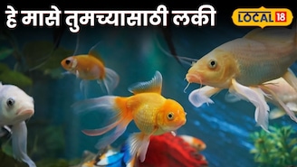 LUCKY FISH: फिश पॅाटमध्ये ठेवा 'हे' मासे, बदलेल तुमचं नशीब; पाहा शास्त्रात काय सांगितलंय