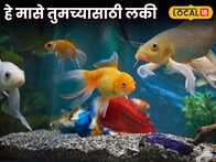 LUCKY FISH: फिश पॅाटमध्ये ठेवा 'हे' मासे, बदलेल तुमचं नशीब; पाहा शास्त्रात काय सांगितलंय