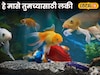 LUCKY FISH: फिश पॅाटमध्ये ठेवा 'हे' मासे, बदलेल तुमचं नशीब; पाहा शास्त्रात काय सांगितलंय
