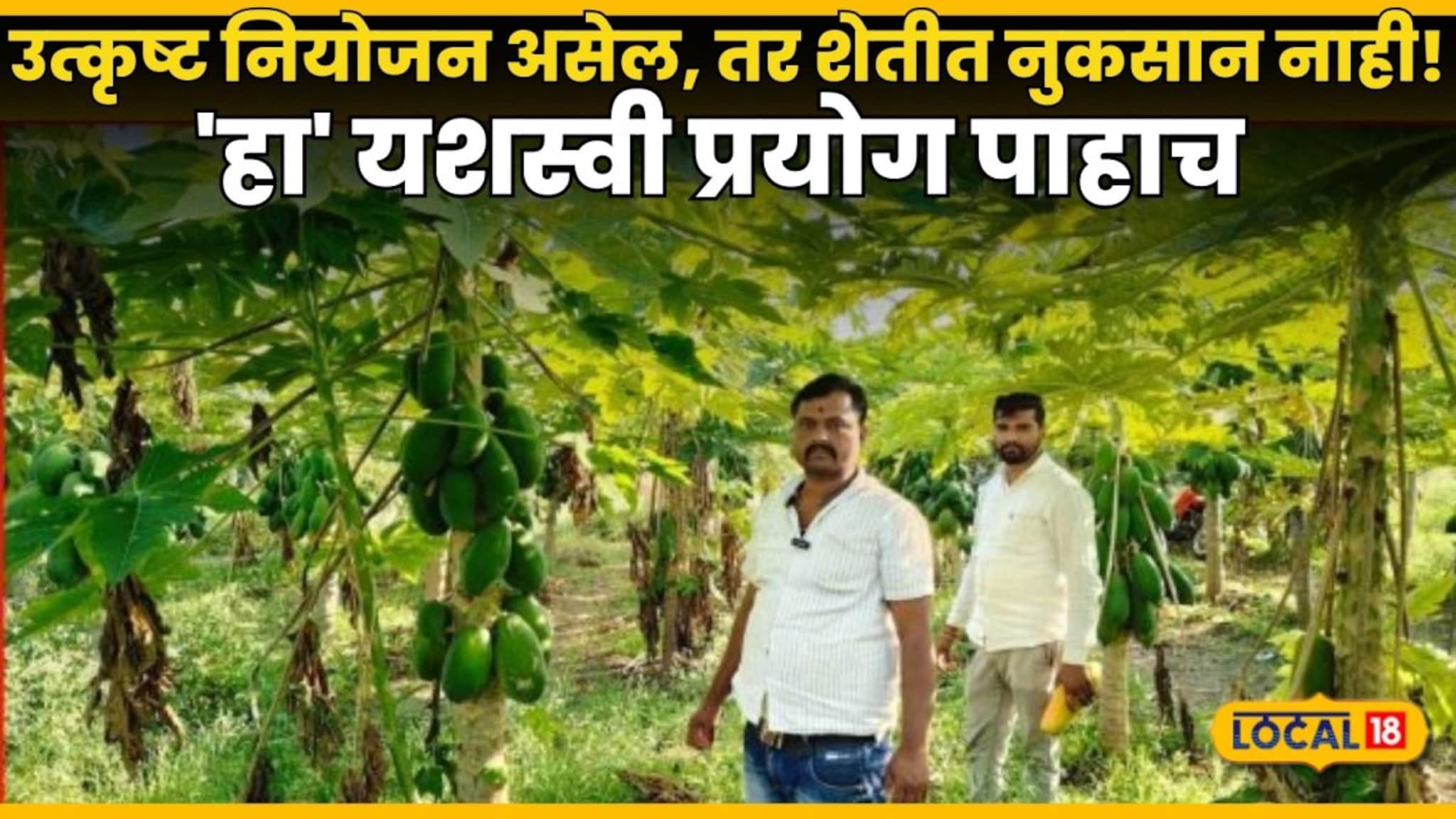 Success Story Video: उत्कृष्ट नियोजन असेल, तर शेतीत नुकसान नाही! छत्रपती संभाजीनगरच्या नारायण ठोंबरे यांचा \'हा\' यशस्वी प्रयोग पाहाच