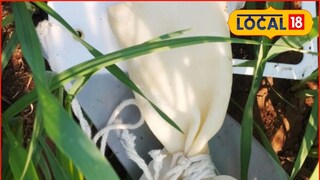 Jalna News: शेतात कामाची लगबग, आकाशातून अचाकन कोसळलं विचित्र उपकरण..., जालन्यात खळबळ!