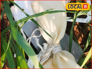 Jalna News: शेतात कामाची लगबग, आकाशातून अचाकन कोसळलं विचित्र उपकरण..., जालन्यात खळबळ!