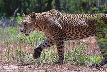 जुन्नर आंबेगावच्या पट्ट्यात बिबटे जास्त का? वनअधिकारी स्मिता राजहंस यांनी कारणं सांगितली